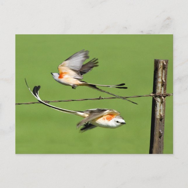 Cartão Postal Scissortails em Voo (Frente)