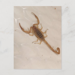 Cartão Postal Scorpion do Latido de arizona
