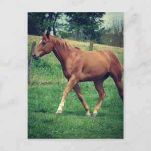 Cartão Postal Scotch