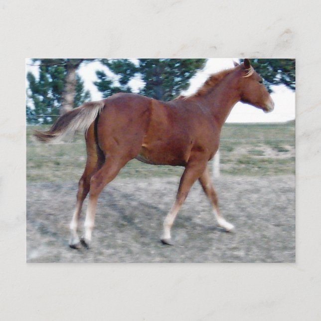 Cartão Postal Scotch Boy (Frente)