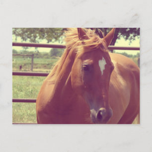 Cartão Postal Scotch de foco suave