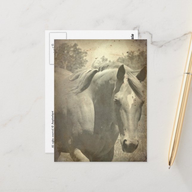 Cartão Postal Scotch Faux Vintage (Frente/Verso In Situ)