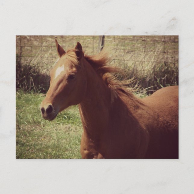 Cartão Postal Scotch in Motion (Frente)