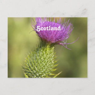 Cartão Postal Scotland Thistle