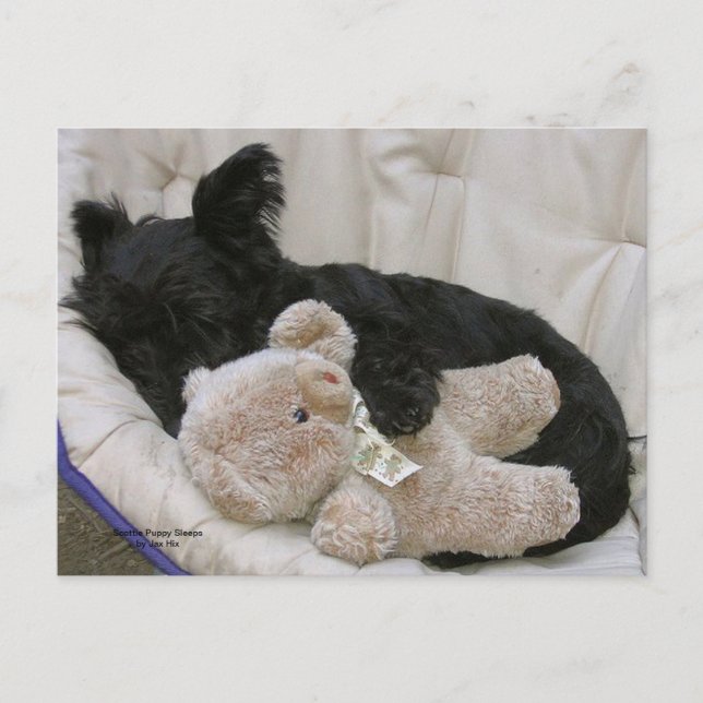 Cartão Postal Scottie Puppy Sleeps (Frente)