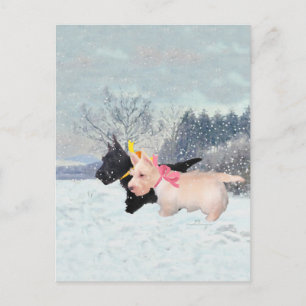 Cartão Postal Scottie Pups