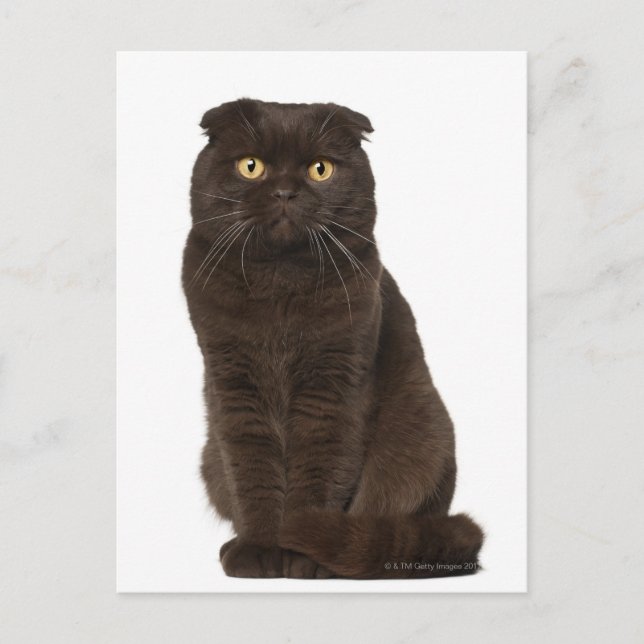 Cartão Postal Scottish Fold (18 meses de idade) (Frente)