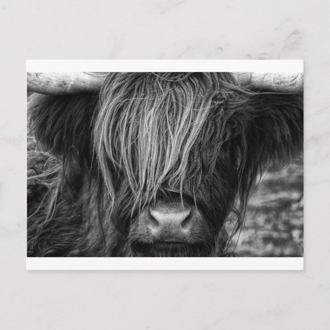 Cartão Postal Scottish Highland Cattle - Escócia (Frente)
