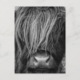 Cartão Postal Scottish Highland Cattle - Escócia