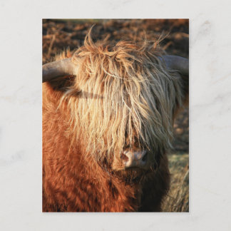 Cartão Postal Scottish Highland Cow - Escócia
