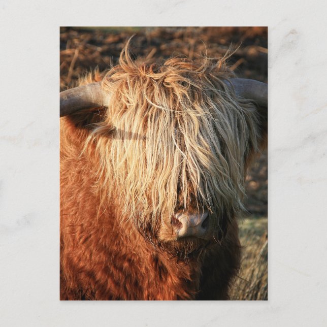 Cartão Postal Scottish Highland Cow - Escócia (Frente)