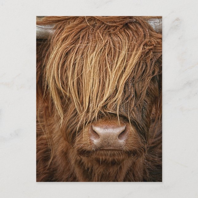 Cartão Postal Scottish Highland Cow - Escócia (Frente)