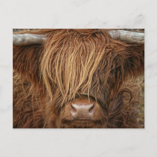 Cartão Postal Scottish Highland Cow - Escócia