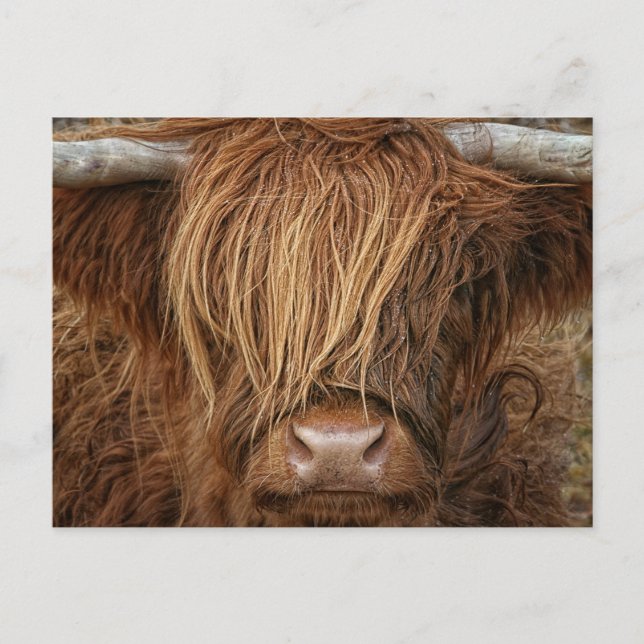 Cartão Postal Scottish Highland Cow - Escócia (Frente)