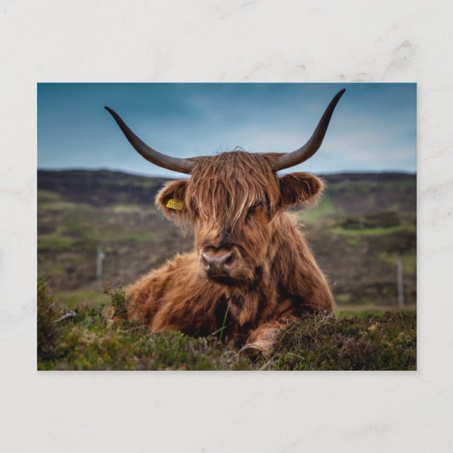 Cartão Postal Scottish Highland Cow Longhorn Bull Rancher (Frente)