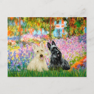 Cartão Postal Scottish Terrier (dois W) - Jardim