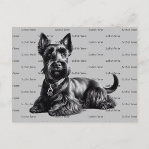 Cartão Postal Scottish Terrier in