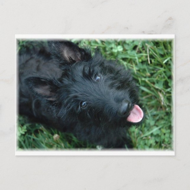 Cartão Postal Scottish Terrier in Grass - Cute Scotty (Frente)