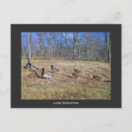 Cartão Postal Scranton PA-Lake Scranton Posto Card-Duck Walk