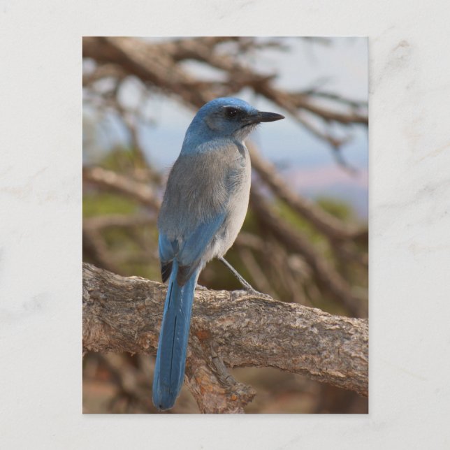 Cartão Postal Scrub Jay (Frente)
