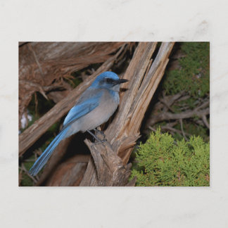 Cartão Postal Scrub Jay
