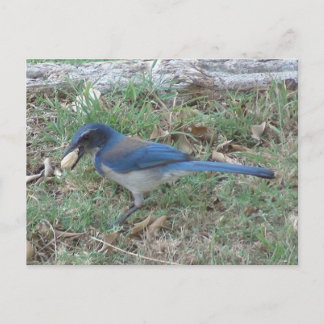 Cartão Postal Scrub Jay Encontra um amendoim