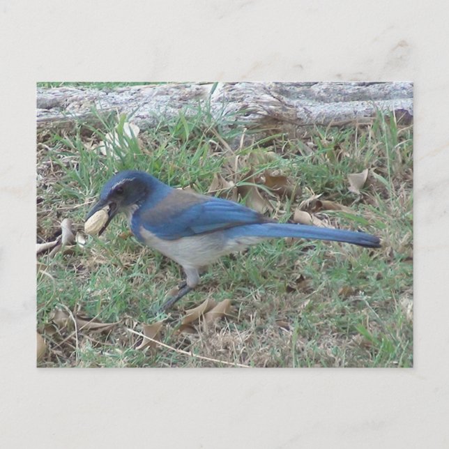 Cartão Postal Scrub Jay Encontra um amendoim (Frente)