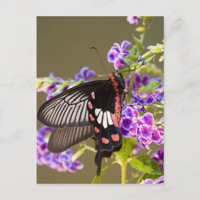 Cartão Postal SE Ásia, Tailândia, Doi Inthanon, Papilio (Frente)