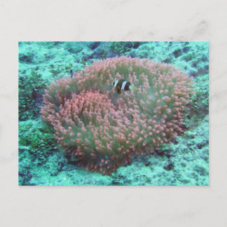Cartão Postal Sea Anemone