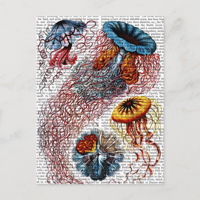 Cartão Postal Sea Anemone (Frente)