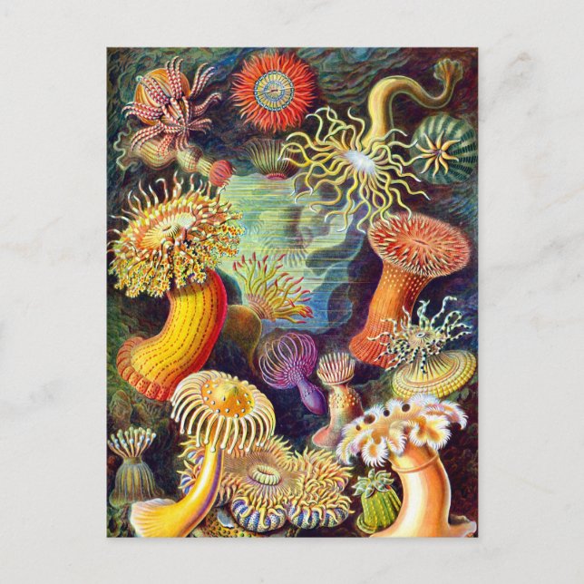 Cartão Postal Sea Anemones Ernst Haeckel Belas Artes (Frente)