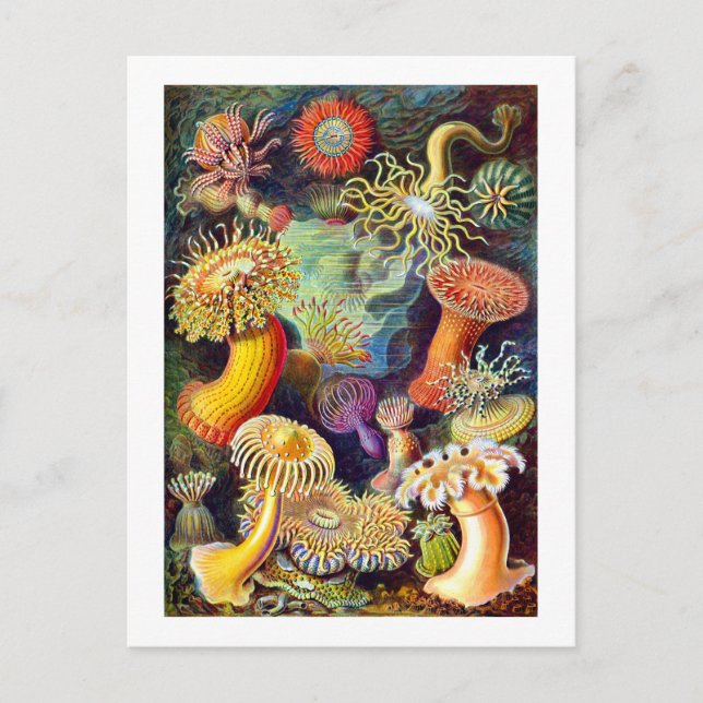 Cartão Postal Sea Anemones Ernst Haeckel Belas Artes (Frente)