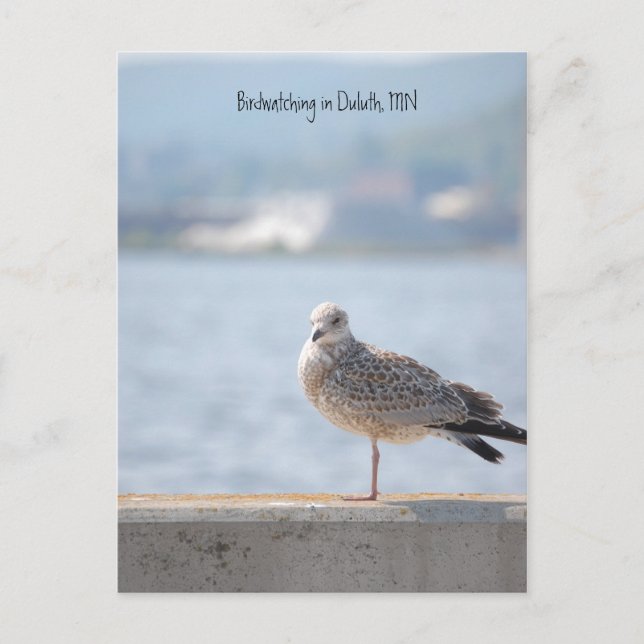 Cartão Postal Sea Gull2, Birdwatch em Duluth, MN (Frente)