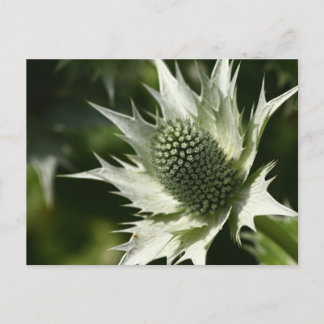 Cartão Postal Sea Holly