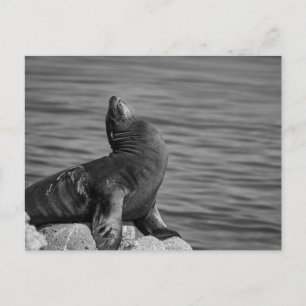 Cartão Postal Sea Lion Empoleirado em Rochas - Fotografia da vid