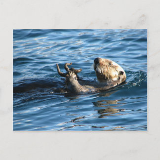 Cartão Postal Sea Otter