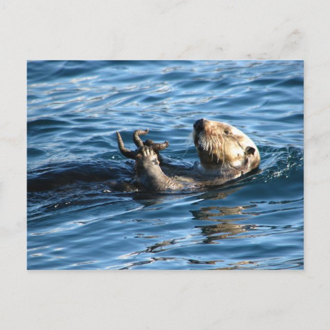 Cartão Postal Sea Otter (Frente)