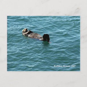 Cartão Postal Sea Otter Sdormindo