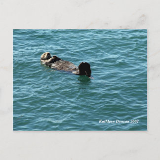 Cartão Postal Sea Otter Sdormindo