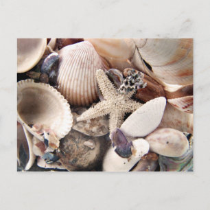Cartão Postal Sea Shells