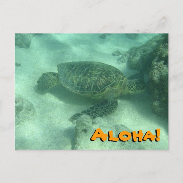 Cartão Postal Sea Turtle Aloha do Havaí Cartão-postal (Frente)