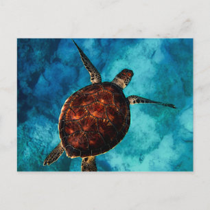 Cartão Postal Sea Turtle Beauty