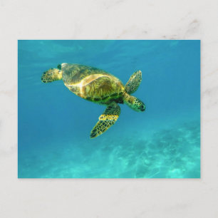 Cartão Postal Sea Turtle nadando na água do oceano de turquesa