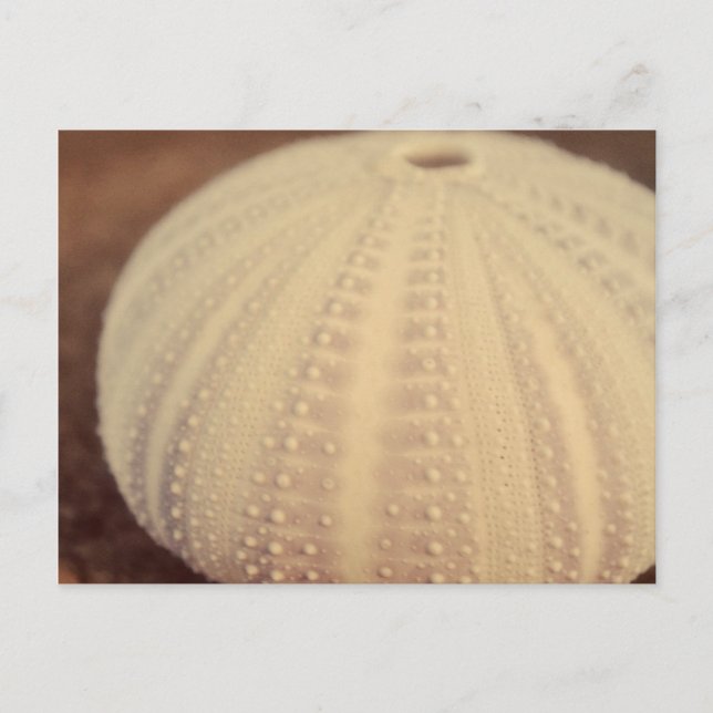 Cartão Postal Sea Urchin (Frente)