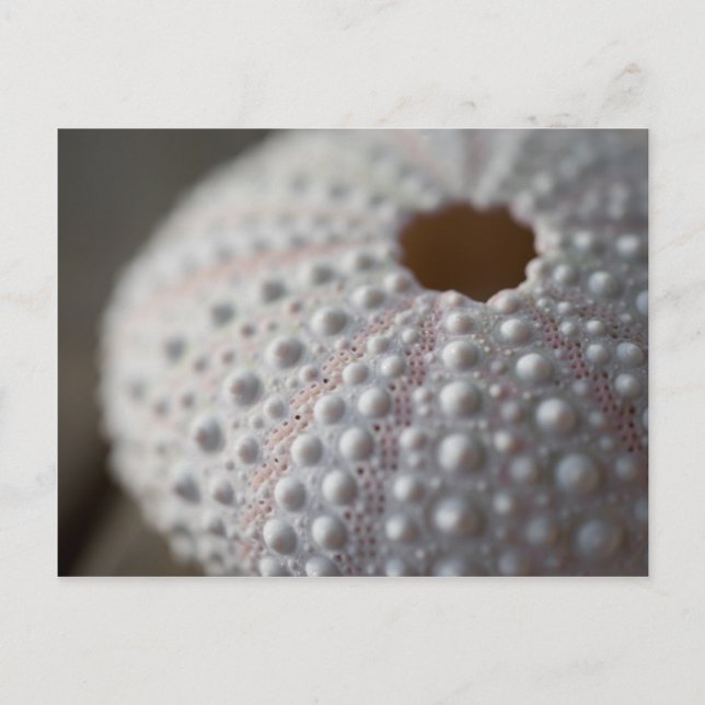 Cartão Postal Sea Urchin Shell (Frente)