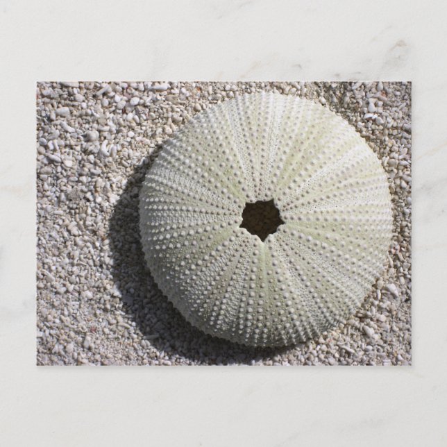 Cartão Postal Sea Urchin Shell na areia (Frente)