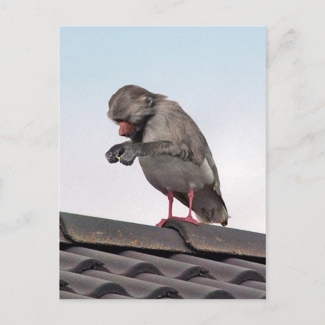 Cartão Postal Seaboon (Frente)