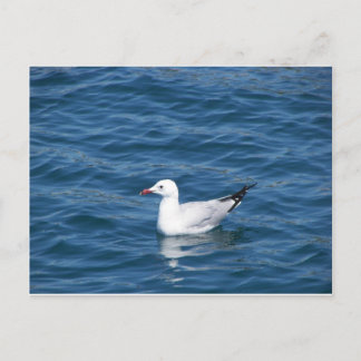 Cartão Postal Seagull