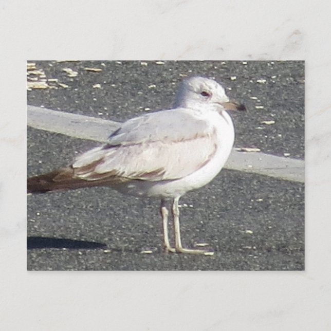 Cartão Postal Seagull (Frente)