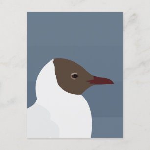 Cartão Postal Seagull Bird Gull Seagull